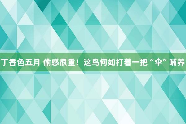 丁香色五月 偷感很重！这鸟何如打着一把“伞”哺养